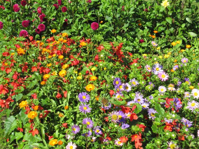 Blomsterbed fra parken